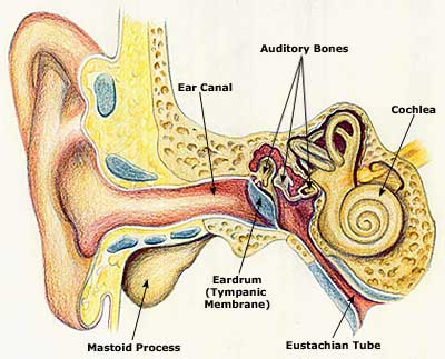 Ear Infection, Remedies, Treatment, Symptoms, Causes Ear Infection, Remedies, Treatment, Symptoms, Causes