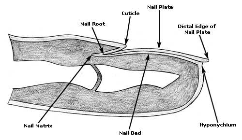 Toenail Fungus Symptoms