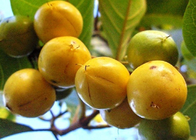 nance fruit